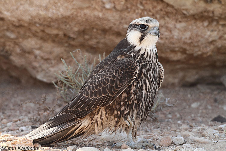 בז צוקים Lanner Falcon  Falco biarmicus                        צעיר בניצנה,יולי 2010.צלם:איתן קאופמן